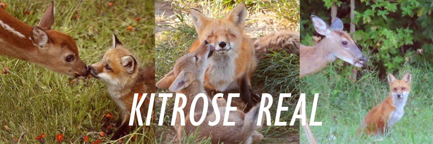 kitrosereal's profile banner image
