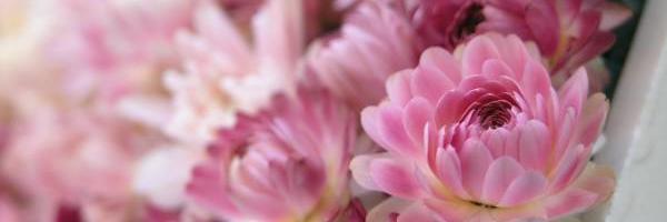 daiskiland's profile banner image