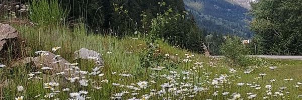 ireene_md's profile banner image