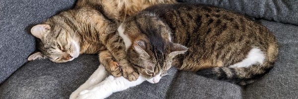 jindra_helcl Profile Banner