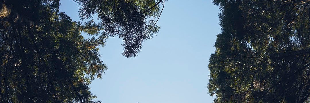 bobkosuke's profile banner image