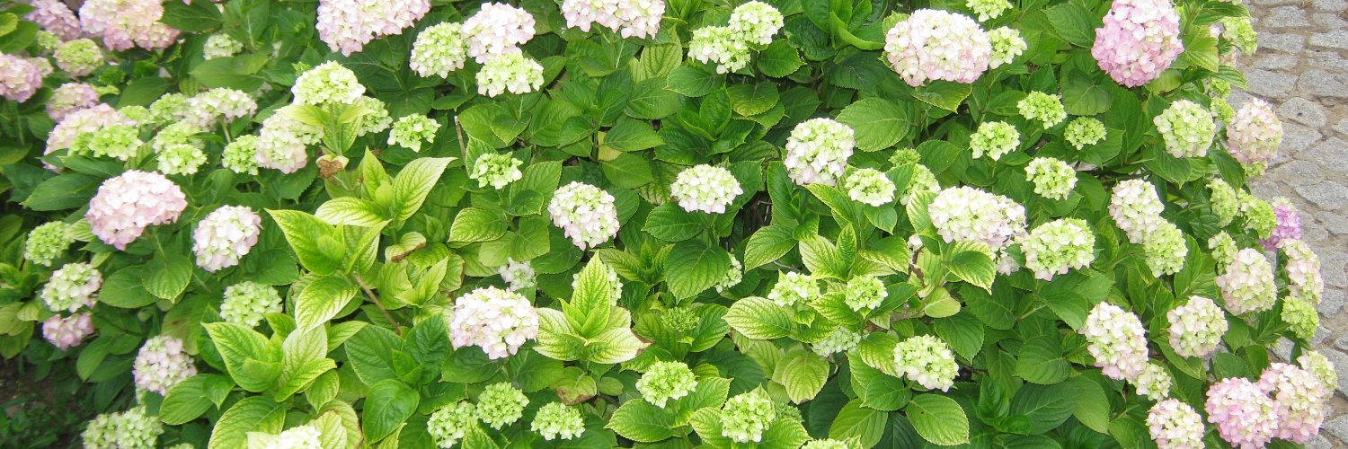 💚Borislava Bozhil Borissova🌱🌿🍀's banner