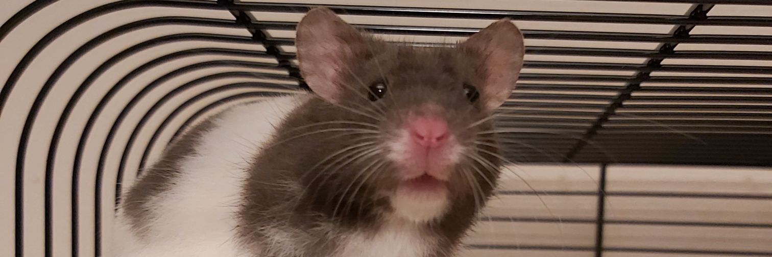 Lieswr94's profile banner image