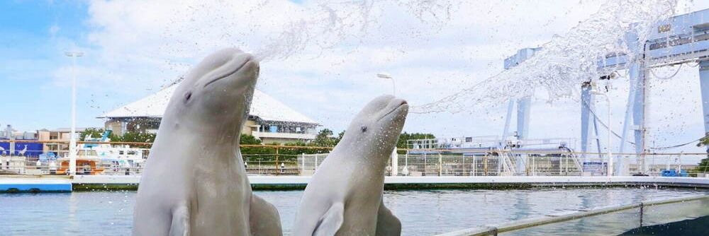 うっちゃん banner