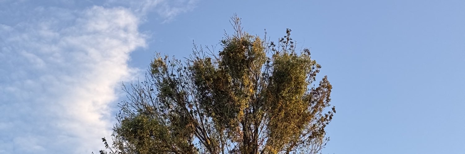 Andrés Setralina banner