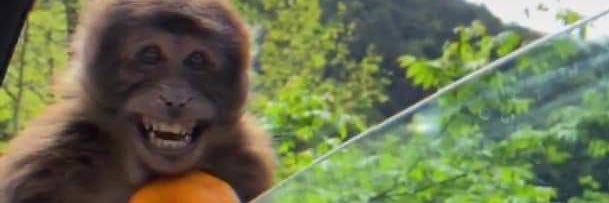 Beached Whale banner