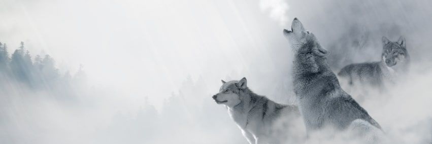 Project banner