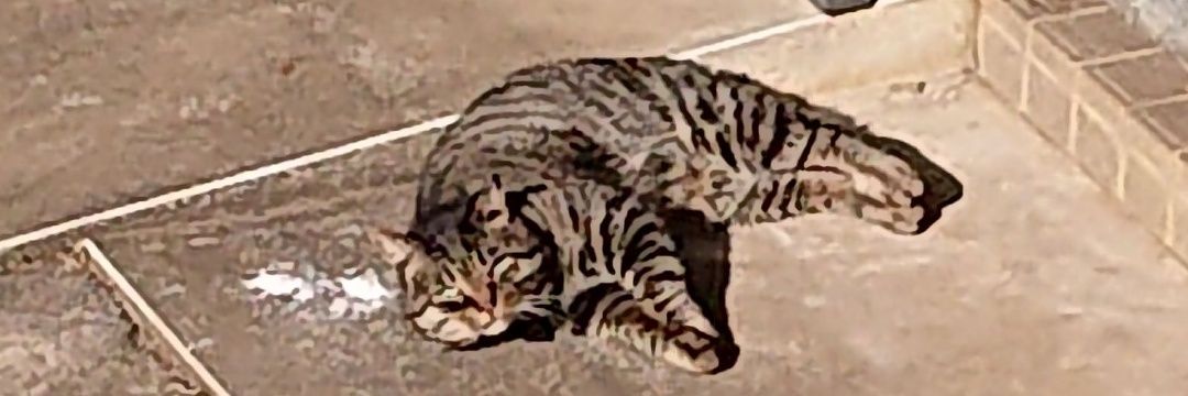chii19cat's profile banner image