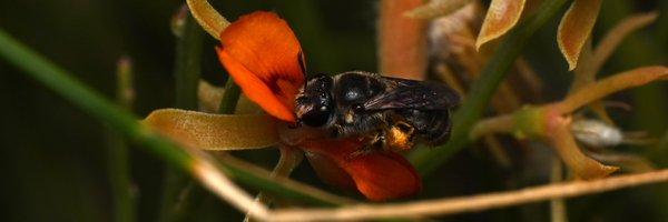 BeeBabette Profile Banner