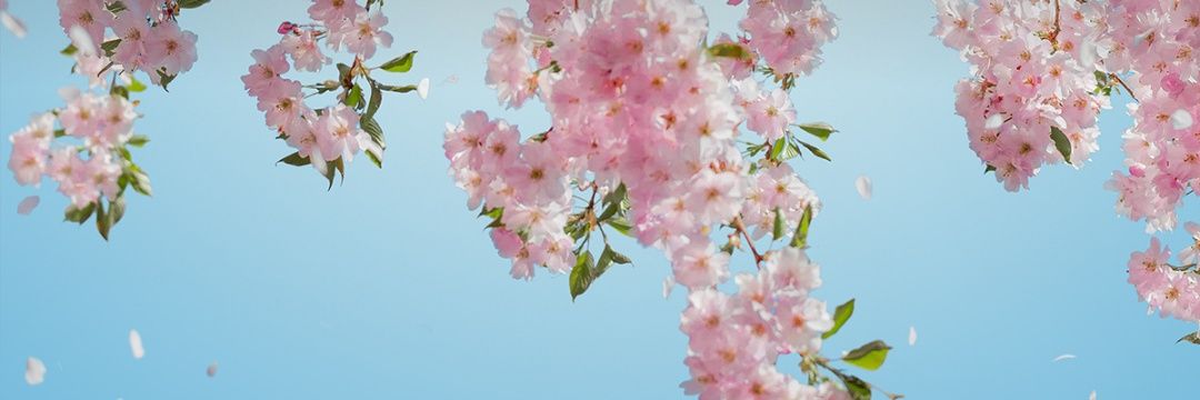 SeptinaSheila's profile banner image