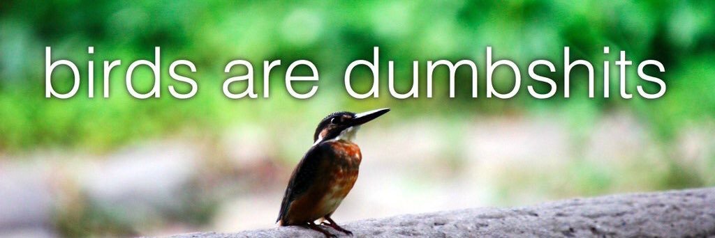 caleb_bird's profile banner image