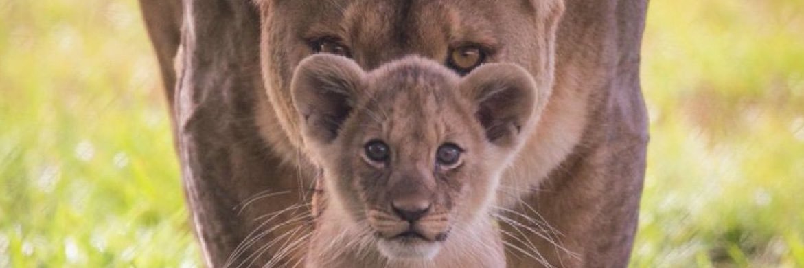 DveBoti's profile banner image