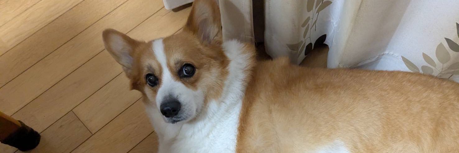 Death_in_Corgi's profile banner image