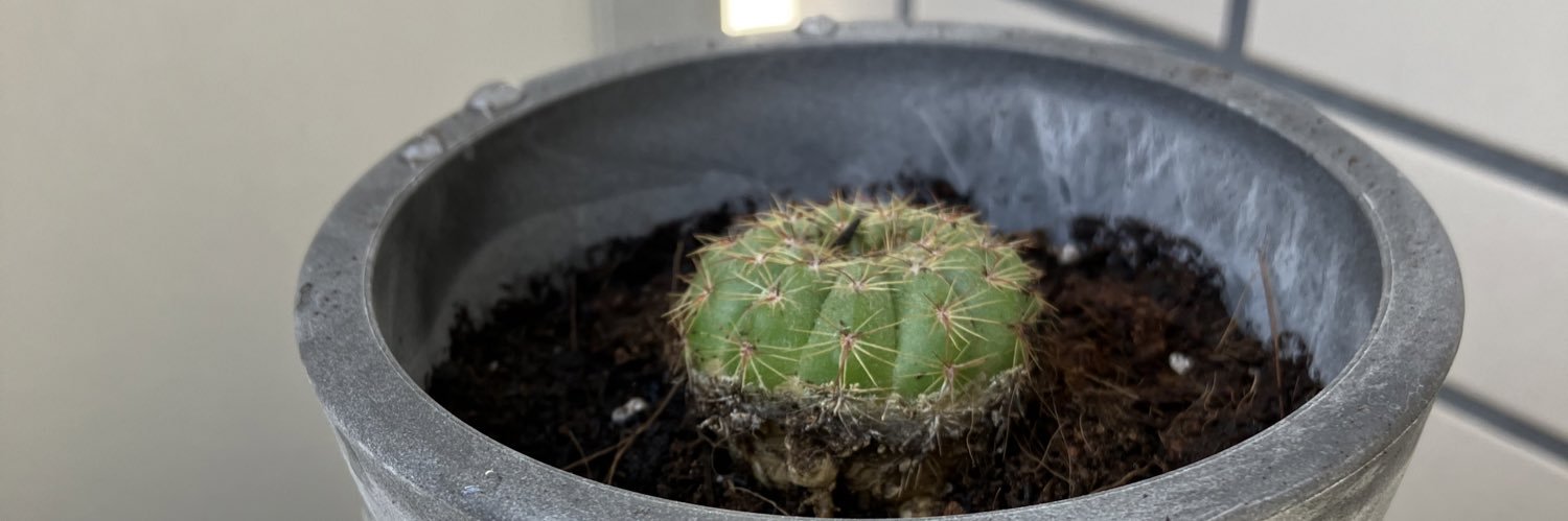 こだまりも banner