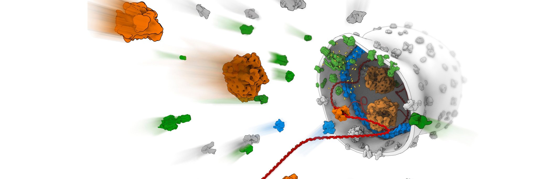 Synthetic Cell initiative's banner