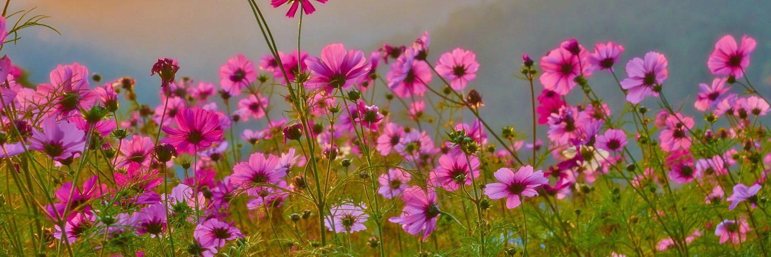 NFTWriter13's profile banner image