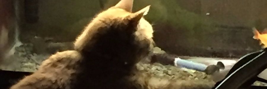 ichi56's profile banner image