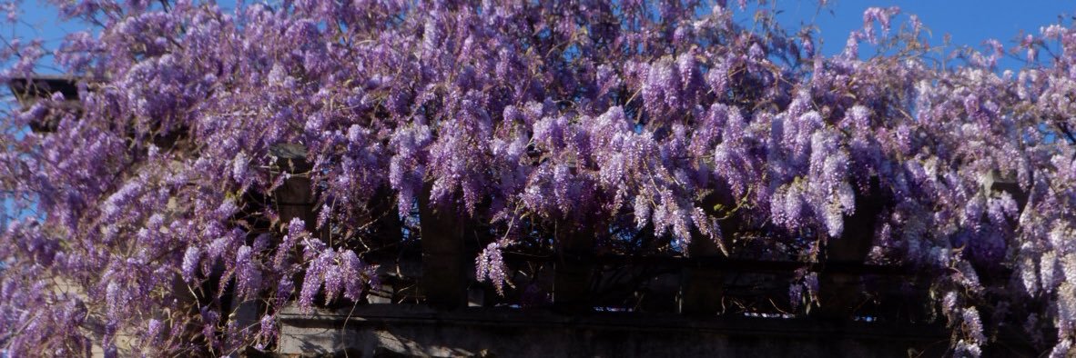 Tz99530's profile banner image