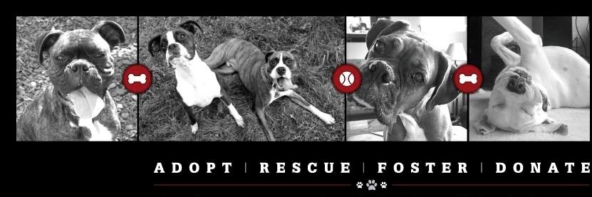 NWBoxerRescue's profile banner image