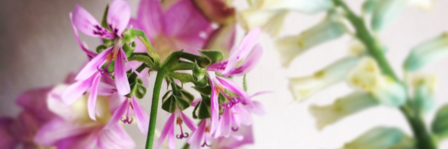 mosscat713's profile banner image