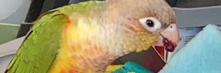 mc_thulu's profile banner image