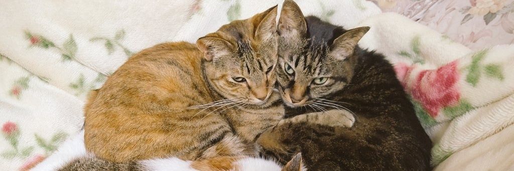 ｼﾞｬｯｷｰ☆🐱 banner