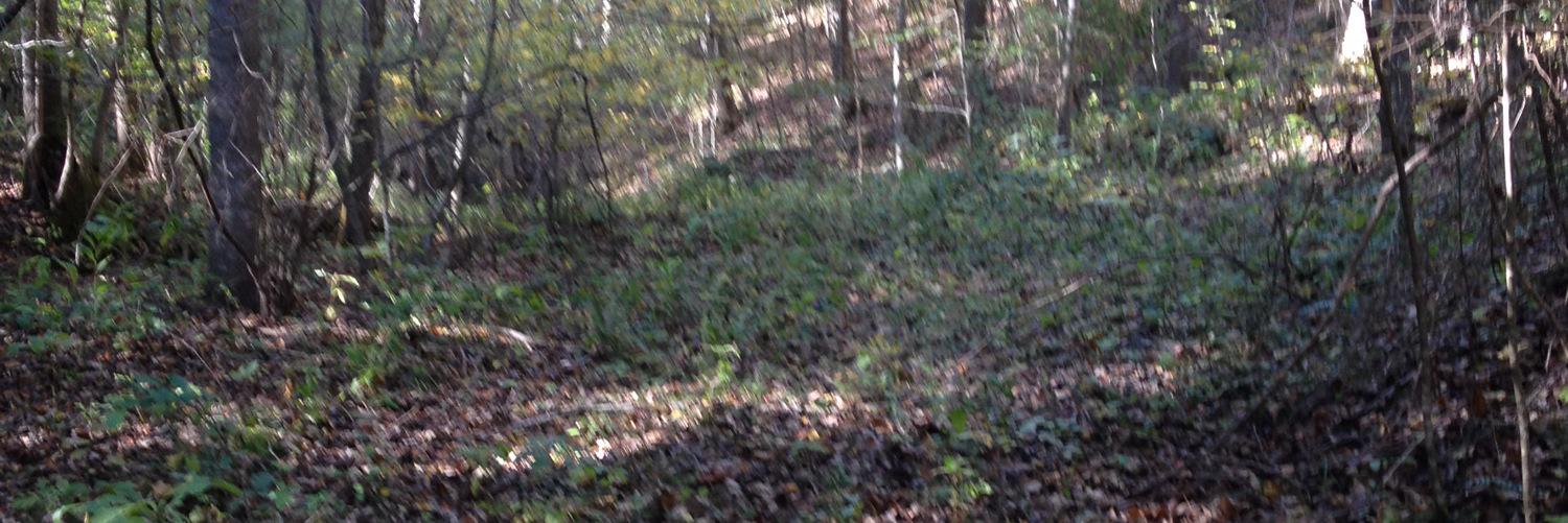 BeardedWonder95's profile banner image
