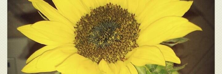 ralonso2904's profile banner image