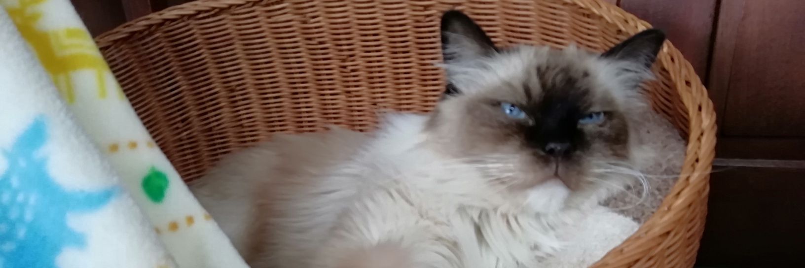 モフモフ毛玉王の飯使い banner