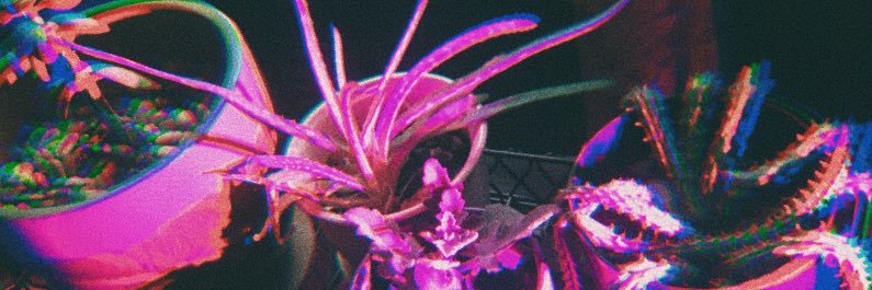 hon3ybee2's profile banner image