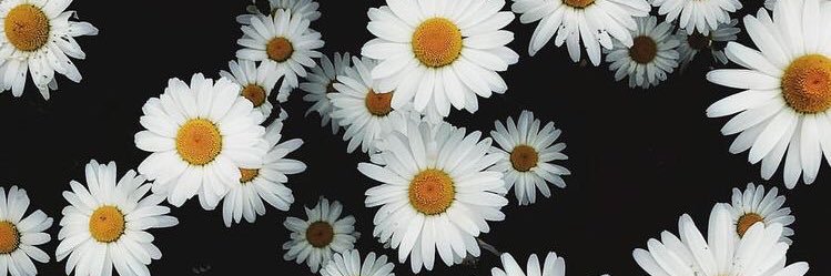 prvtstyellow's profile banner image