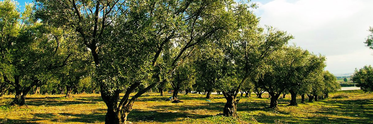 A special tree banner