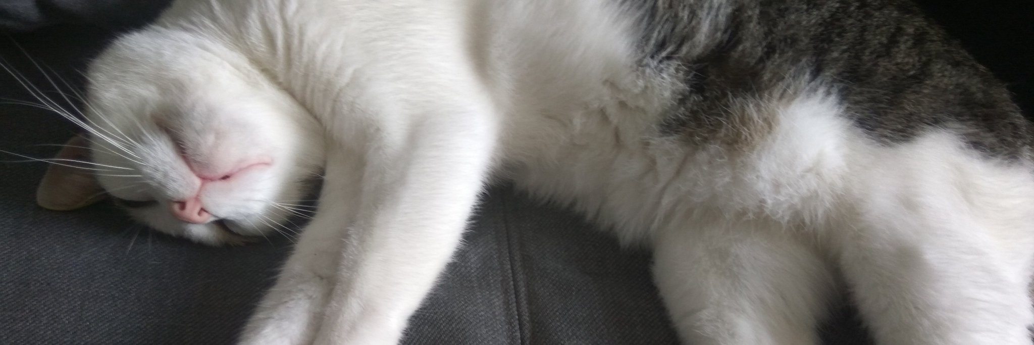 ToSayNothingOf's profile banner image