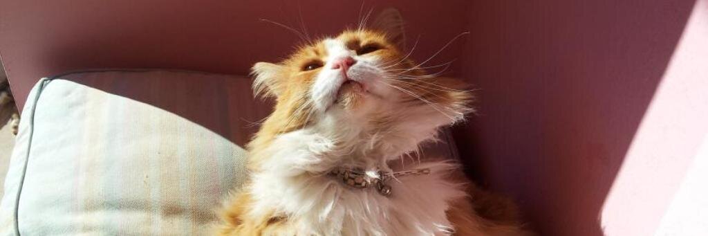 kittywhisker's profile banner image
