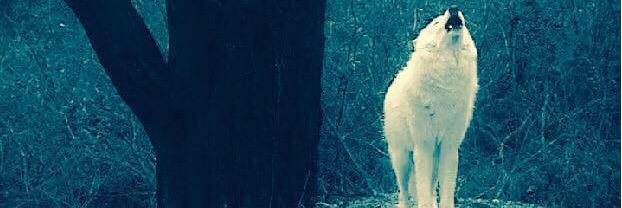PasqualeRes's profile banner image