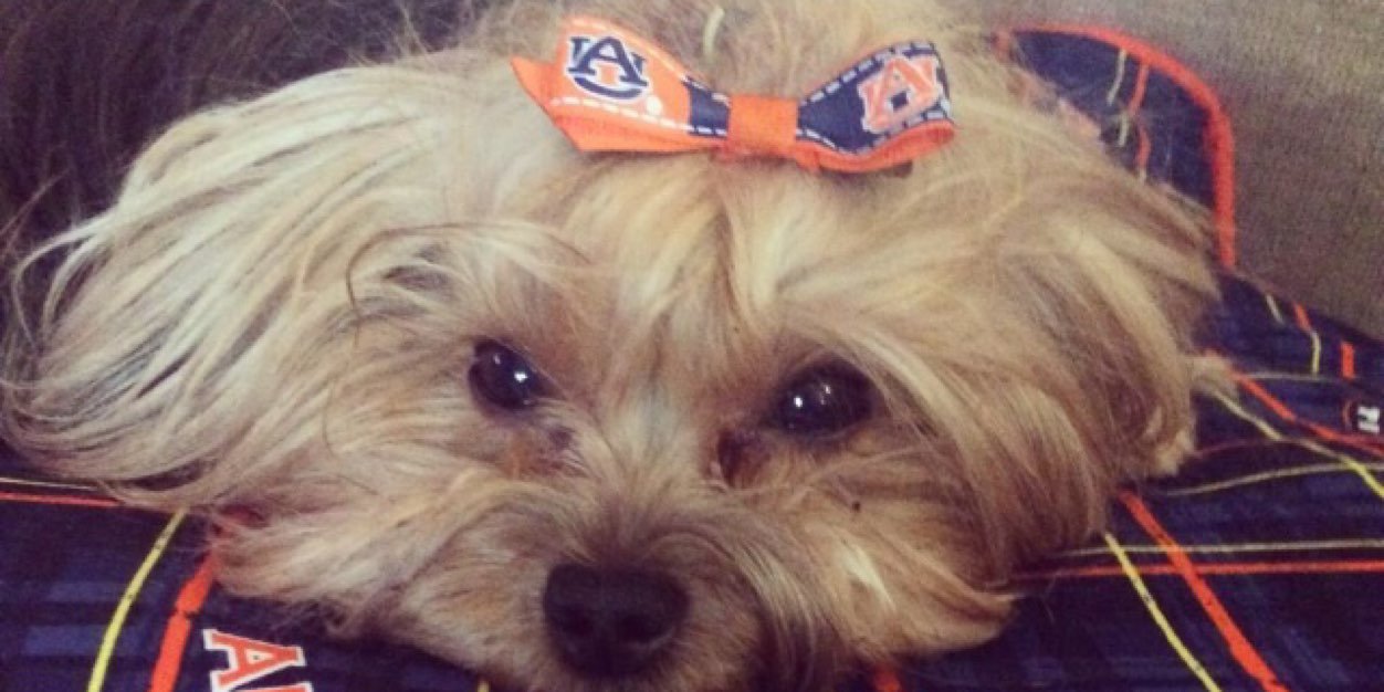 ThatYorkie's profile banner image