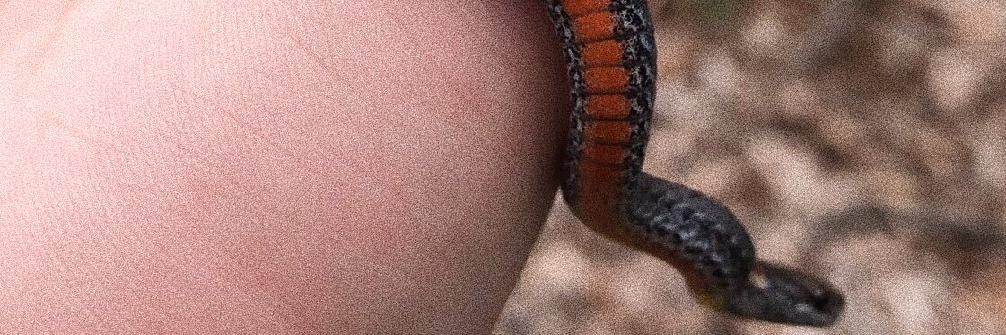 Teah M. Evers banner