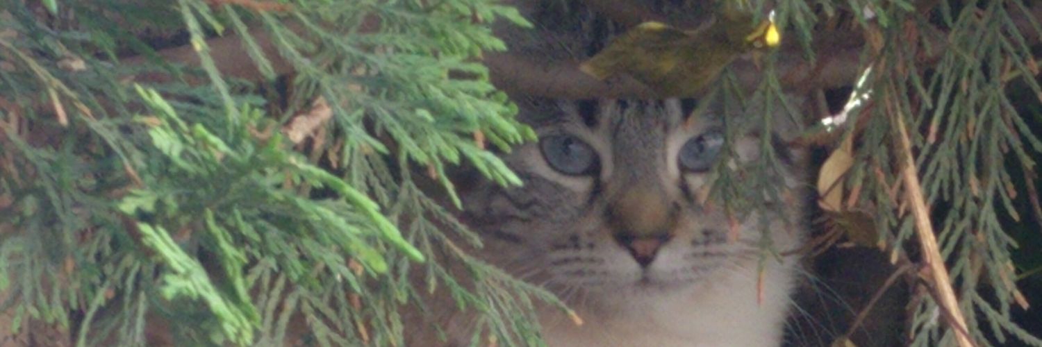 iniloar's profile banner image