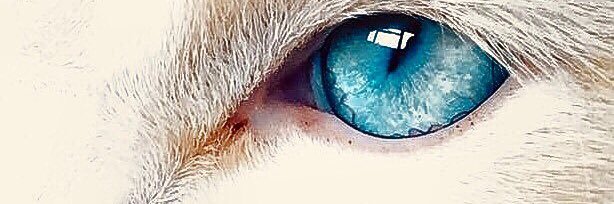 EIoṉ Mȕsⱪ̲̲̲ ̲̲ ̲̲💙 banner