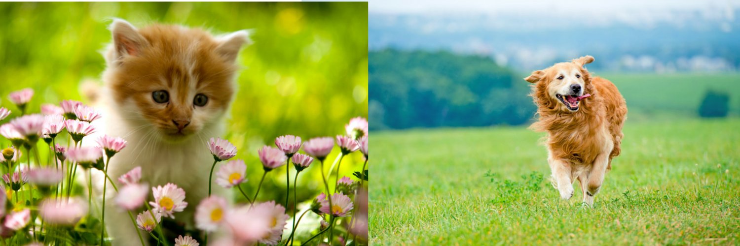 TX_HomelessPets's profile banner image