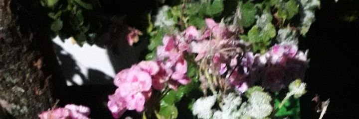 lindacarito's profile banner image