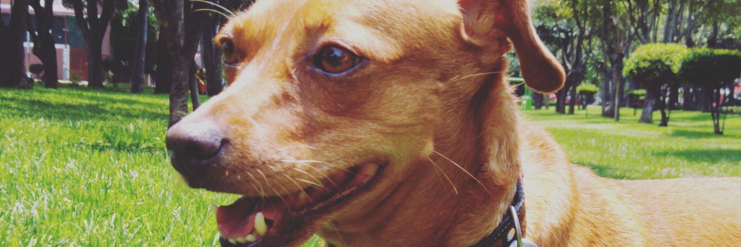 amendezJM's profile banner image