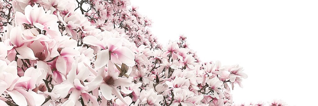 KaelaBonnie's profile banner image