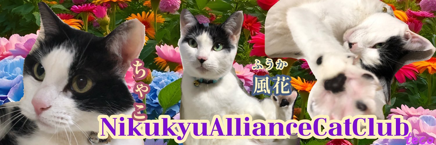 てこパカ(tecopaca)新肉球同盟写真部😻清掃隊🧼咲顔繋がり💜's banner