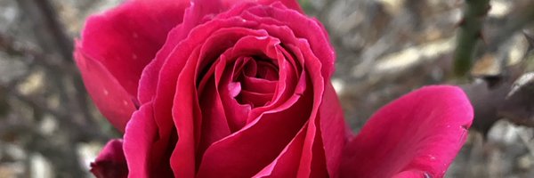 _KingMoh Profile Banner