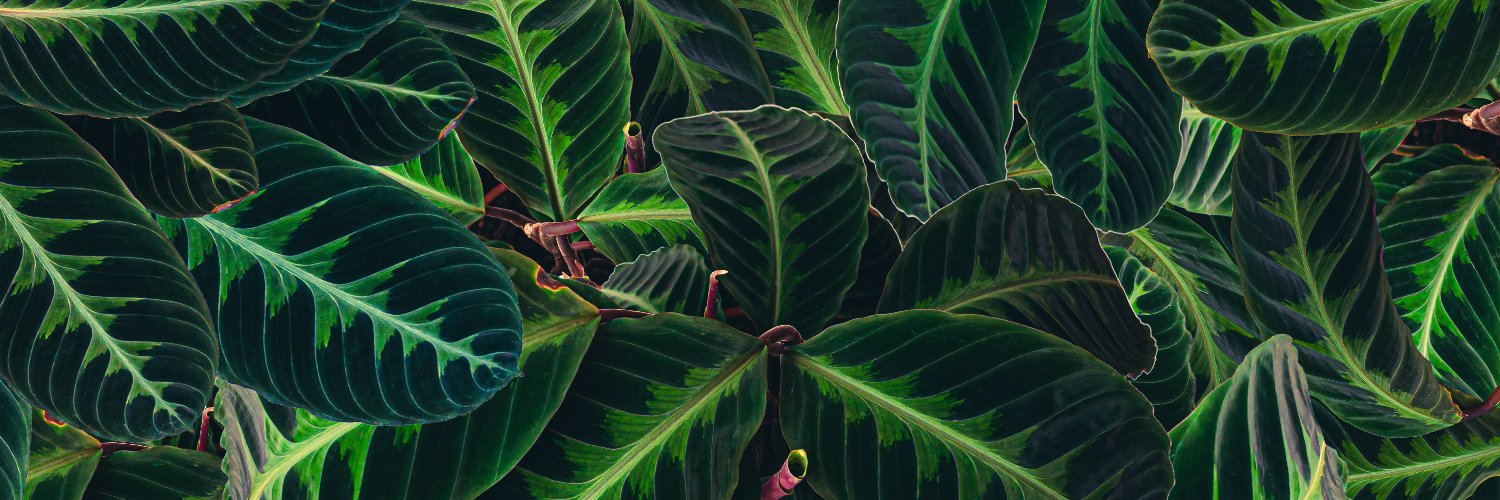 PikeNurseries's profile banner image