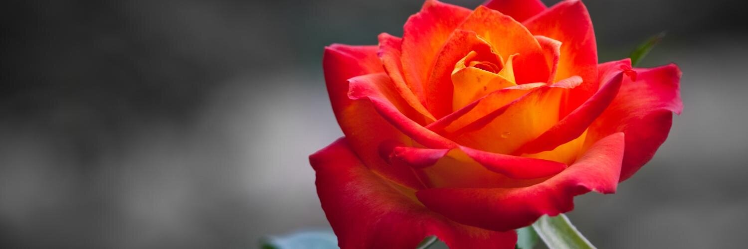 Enter_Now's profile banner image