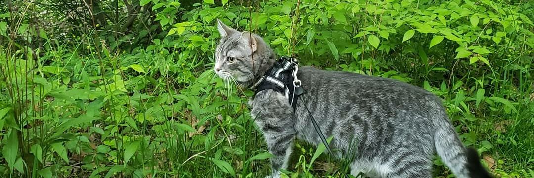 Kelly O'Neill banner