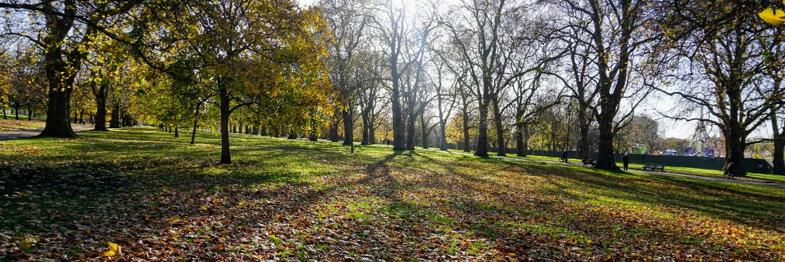 Nick DiRienzo banner