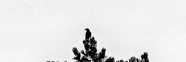 transfionacoyne Profile Banner